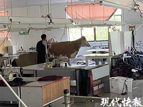 奶牛 私闯 制衣厂吓跑工人,牛主人 来避暑的